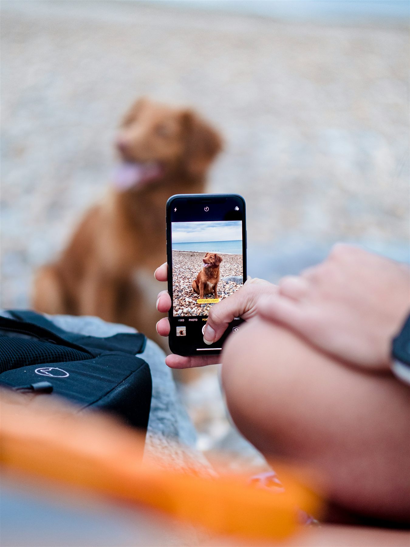 A person at the beach photographing their dog with a phone, catching a happy moment